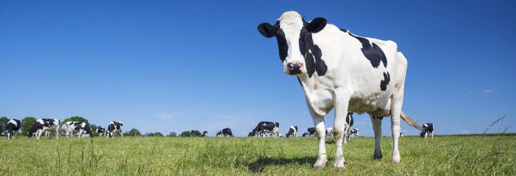 Panoramic view of black and white cow