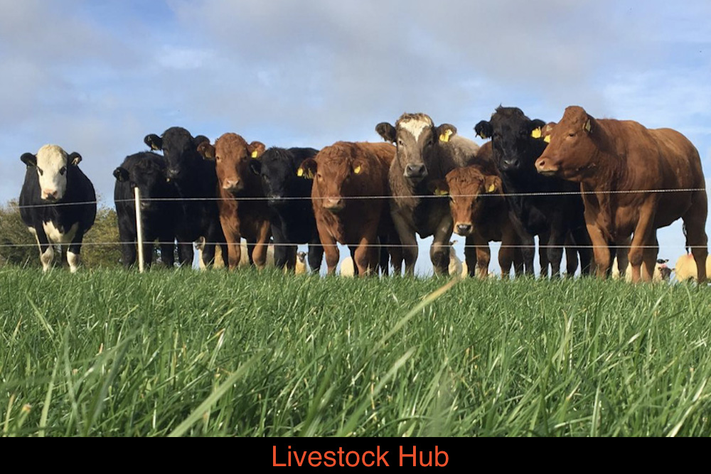 DAB Livestock Hub