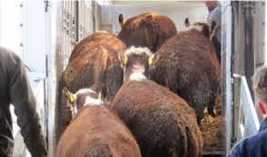 DAB Livestock Loading cattle