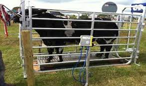 DAB Livestock Weighing