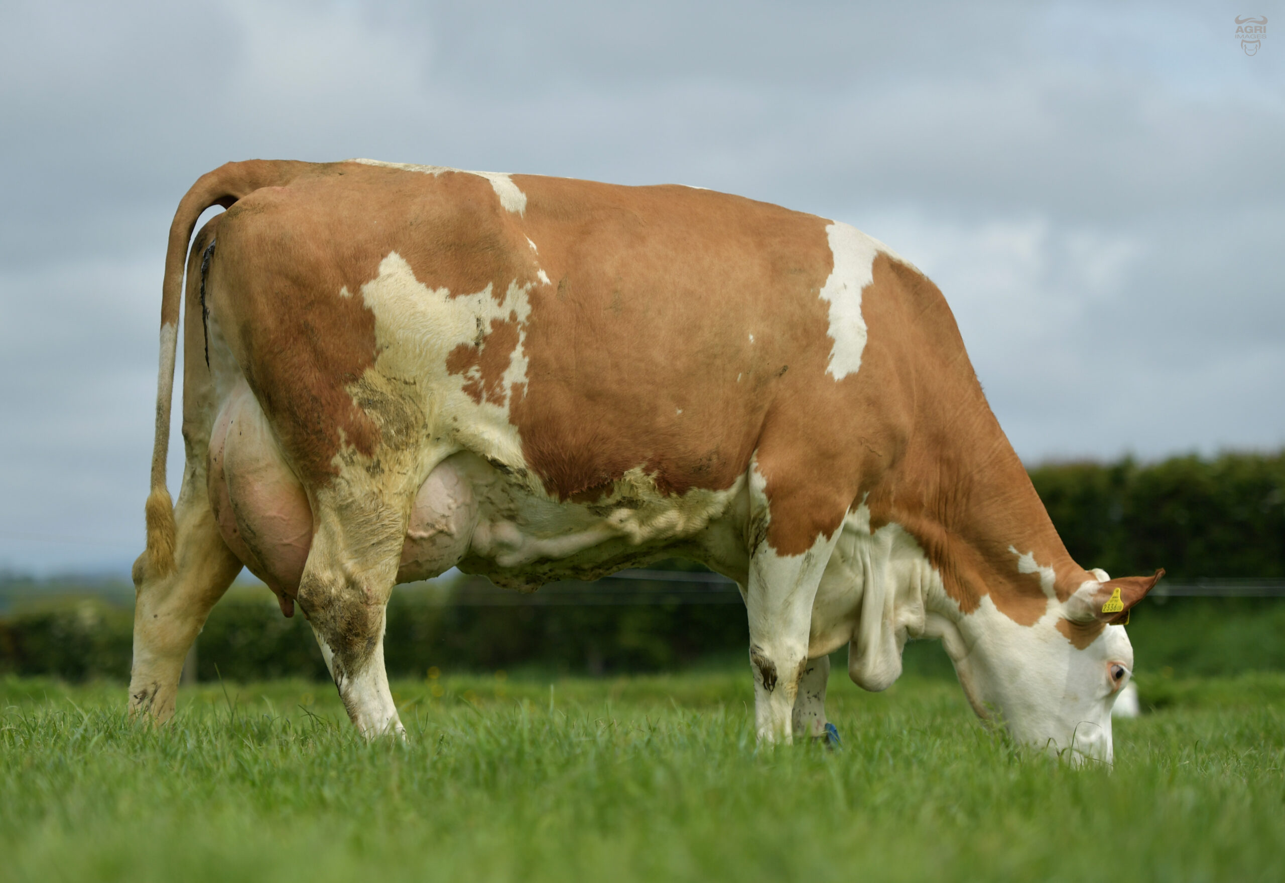 Celtic Herd - www.denisbarrett.com