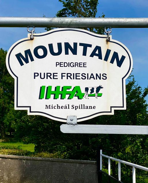Mountain Pure Friesians Sale Report