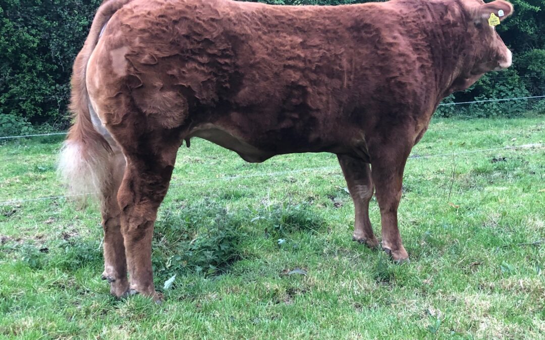 Suckler Stock For Sale