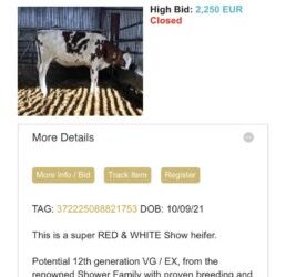 Grangecon Youngstock Sale 2022